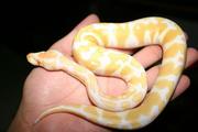 1.1 High Piebald and albino Royal Python for sale