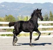 Gorgeous VERY Feminine Imported Friesian Filly For Good Home