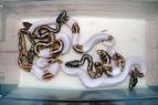 Royal Ball Pythons for sale