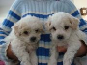 Charming Maltese puppies for Adoption
