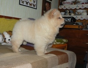 Quality Chow Chow Puppy for sale
