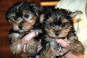 Adorable Yorkie Puppies For  Adoption...