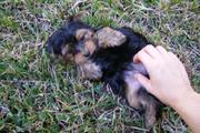Teacup yorkie puppies for free home adoption