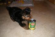 Adorable Teacup yorkie puppy for  free home adoption