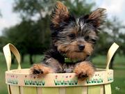 Yorkie puppies for adption