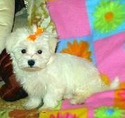 Affectionate Teacup Maltese Puppies for adoption