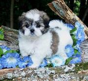 Precious Maltese Puppies for adoption 