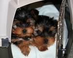 extremely cute yorkie puppies for free adoption