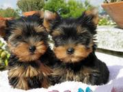 Affectionate Parti Yorkie Puppies For Good Homes