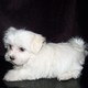 , male and female teacup maltese puppies for good homes(free)