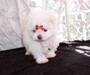 Top Quality Teacup Maltese Puppies For Good Homes