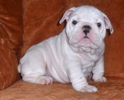 lucy and kesy english bulldog puppies for adoption