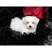 AKC Teacup Maltese Puppies For A New Home !!