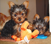 Absolutely Gorgeous Teacup Yorkies Puppies Available