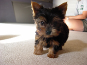adorable teacup yorkie puppies for free adoption.