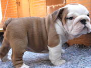 Top Quality English Bulldog puppies Ready For A New Home!!!!!