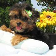 Toy Small Tea-Cup Yorkie Puppies For Adoption