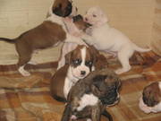 Boxer Puppies Warrnambool